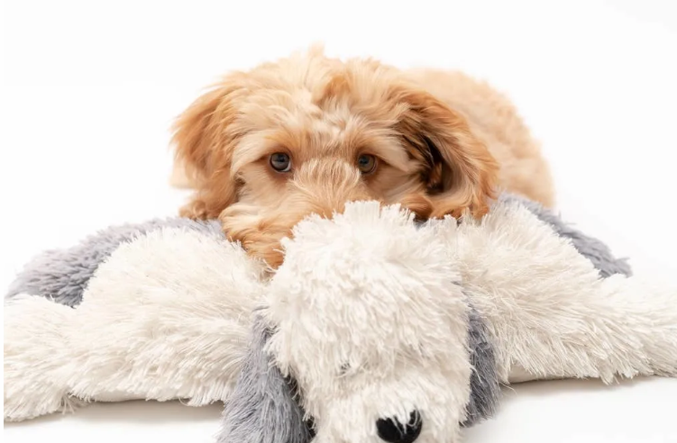 One Stuffie, One Dog, and a Moment of Pure Recognition