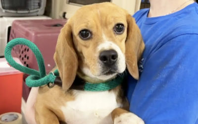 They Were Used For Testing… Now 49 Beagles Are Learning What Love Feels Like