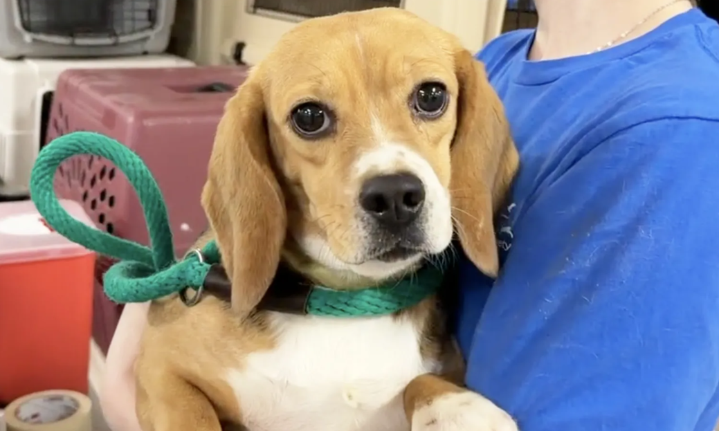 They Were Used For Testing… Now 49 Beagles Are Learning What Love Feels Like