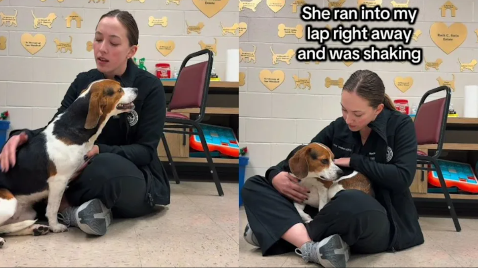The Moment This Scared Beagle Climbed Into A Stranger’s Lap Changed Everything