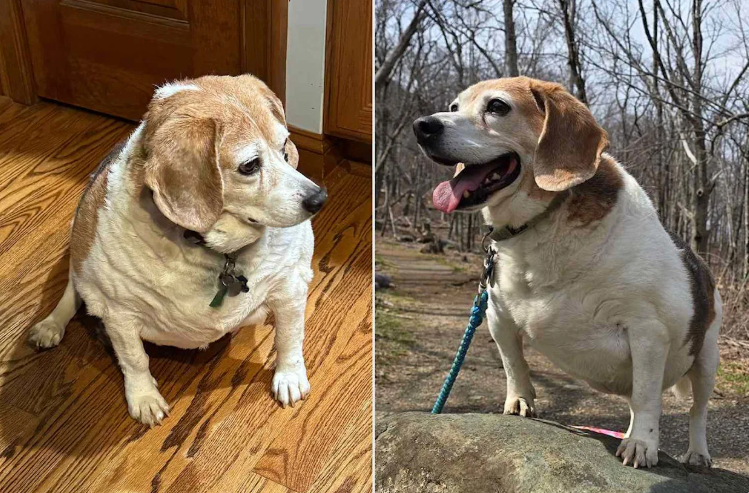 She Thought the Dog Was Being Spoiled… Until She Learned the Truth