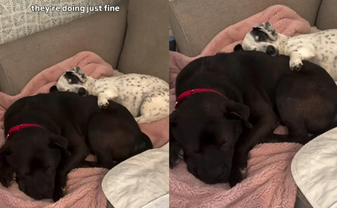 This Rescue Dog’s First Real Connection After Foster Care Is Pure Comfort