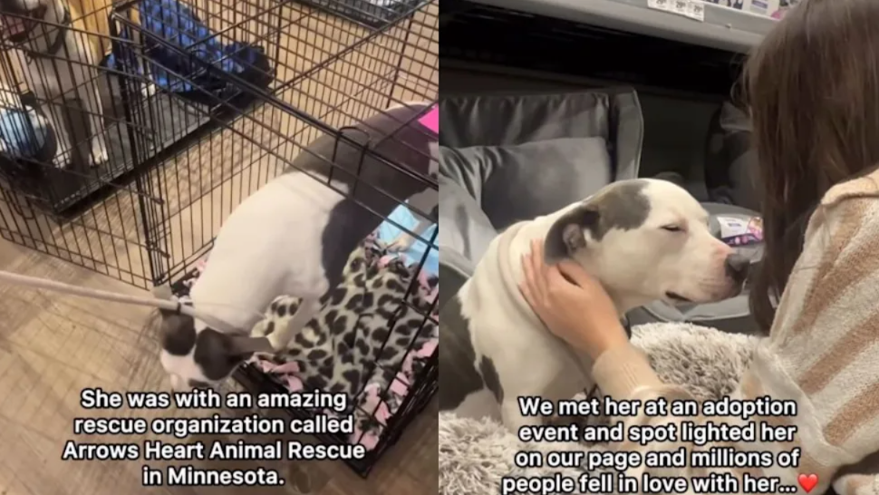 A Surrendered Rescue Dog Finally Finds The One Friend She Needed Most