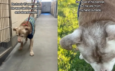 Abandoned Senior Dog Still Waiting for Someone to Choose Him
