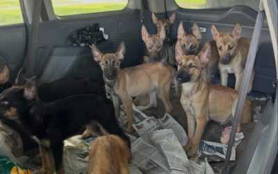 Nine Skinny Puppies Were Found Trapped In An Abandoned Car — Then Hope Arrived