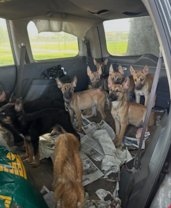 Nine Skinny Puppies Were Found Trapped In An Abandoned Car — Then Hope Arrived