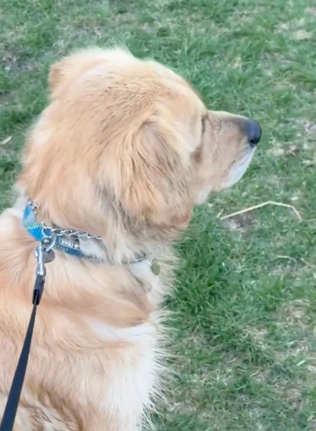 When A Golden Retriever Meets His “AI Replacement”
