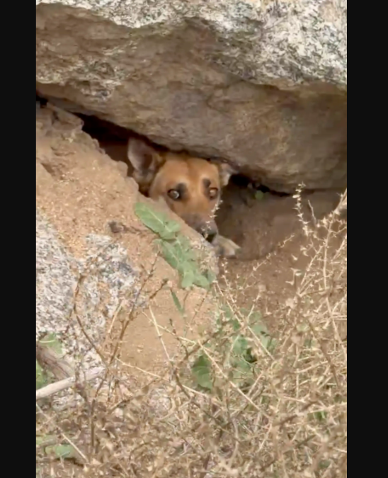 A Hidden Cave, A Cry For Help, And The Rescue That Saved A Tiny Family Just In Time
