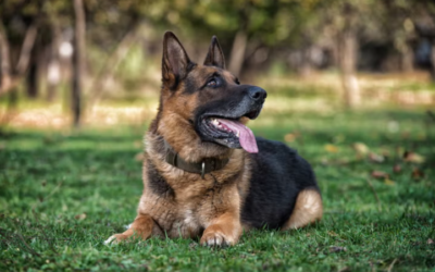 Want A Better-Behaved Dog? Start With These Simple Daily Habits