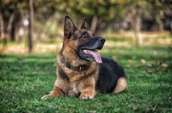 Want A Better-Behaved Dog? Start With These Simple Daily Habits
