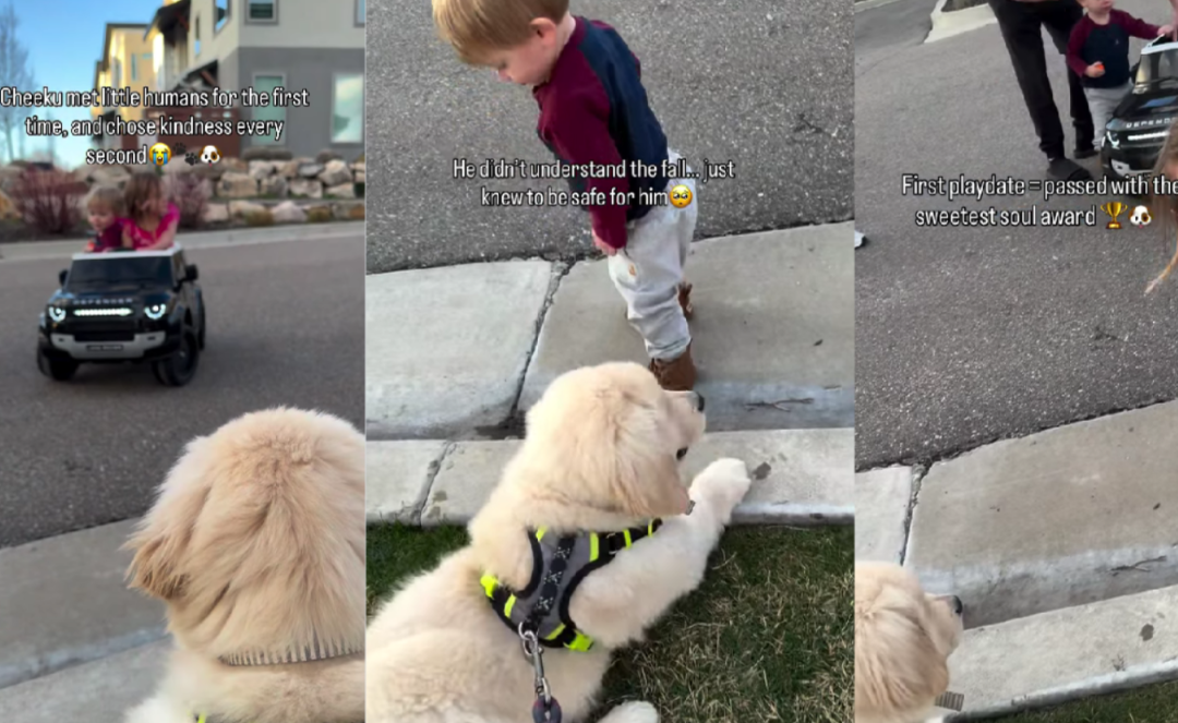 This Puppy Was Nervous Around Kids… Until One Tiny Moment Changed Everything