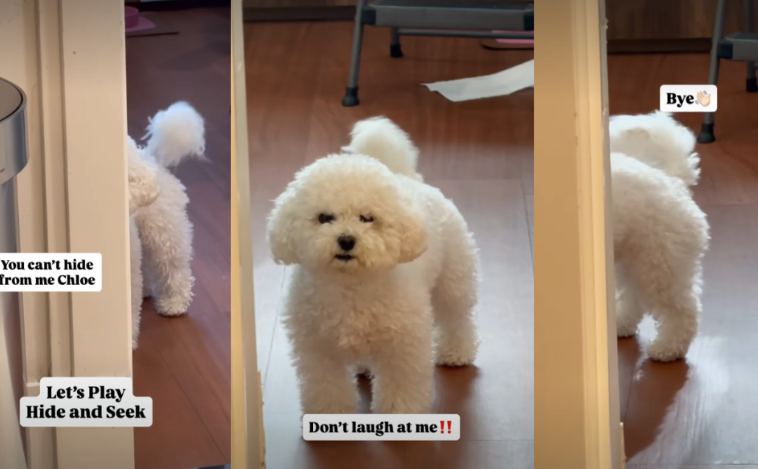 Tiny Dog Throws The Funniest Tantrum After Mom Starts Laughing At Him