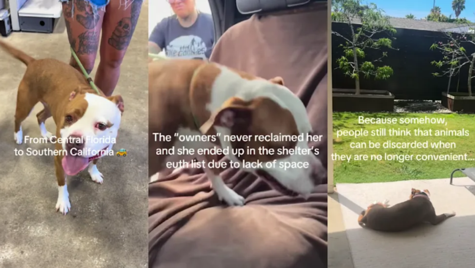 Years After Being Adopted, This Dog Was Found Wandering Alone Again