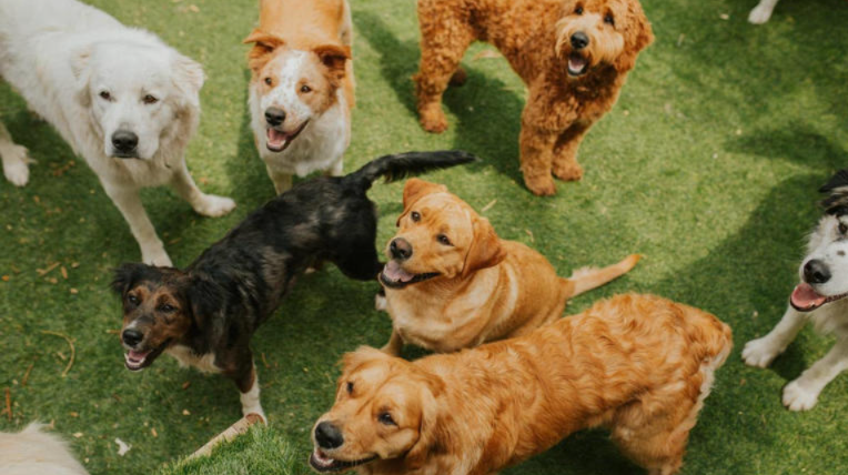 The Sweetest Roll Call Ever: Watch How These Dogs React When Day Care Staff Clap Them Inside