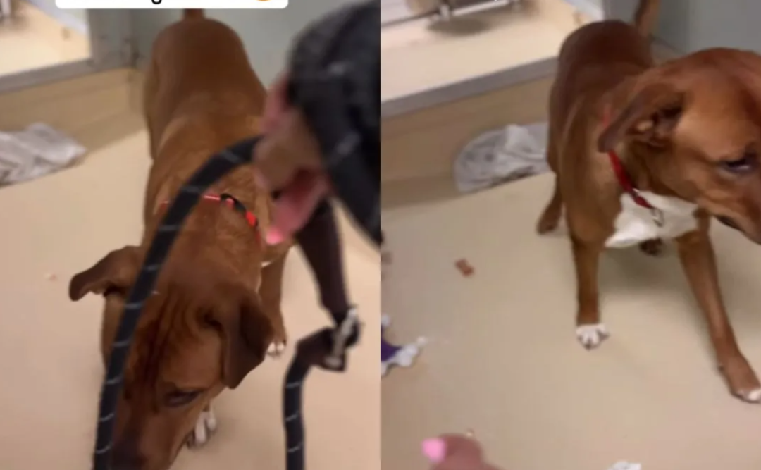A Shelter Dog Afraid of Walks Slowly Learns What Safety Feels Like