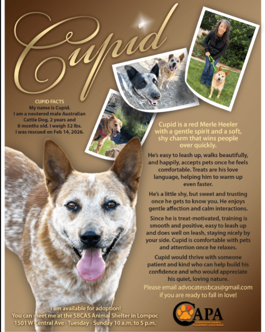 Cupid the Shelter Dog Who Still Believes Someone Will Come Back For Him