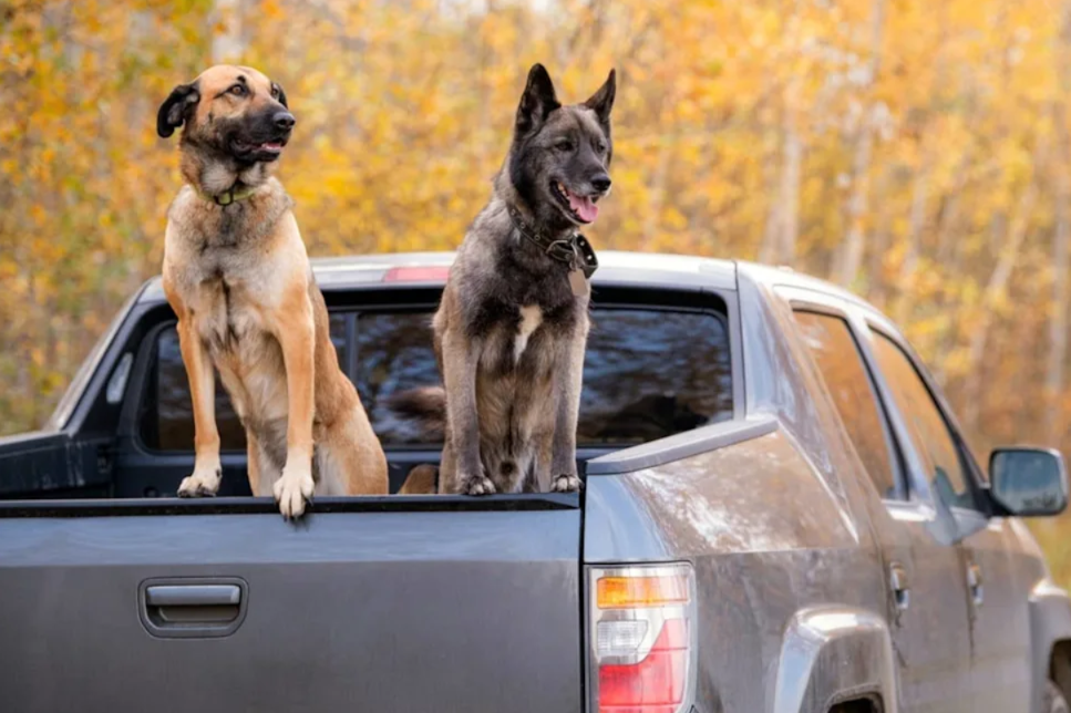 Dad Secretly “Kidnaps” Daughter’s Dogs Every Day For The Sweetest Reason