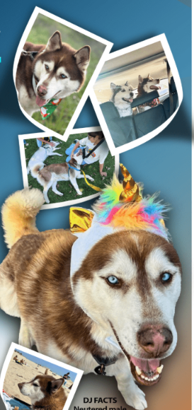 Meet DJ—the Dog Everyone Overlooks