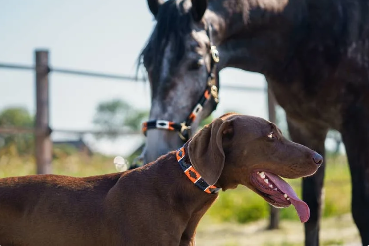 Full Panic Outside… Total Peace Inside The Horse Pen