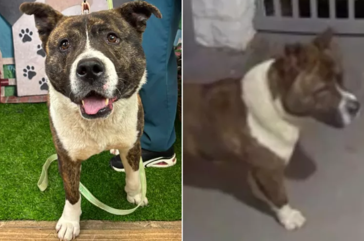 Ding-Dong… And Suddenly Everything Changed For This Dog