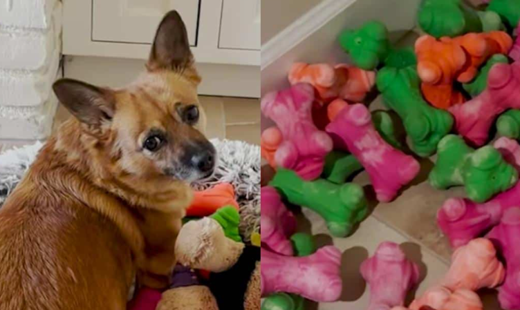 150 Toys Later… This Dog Still Chooses The Same Old Favorite Every Time