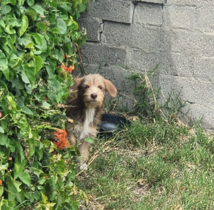 A Fearful Rescue Dog Hid From The World—Then Finally Let Someone In