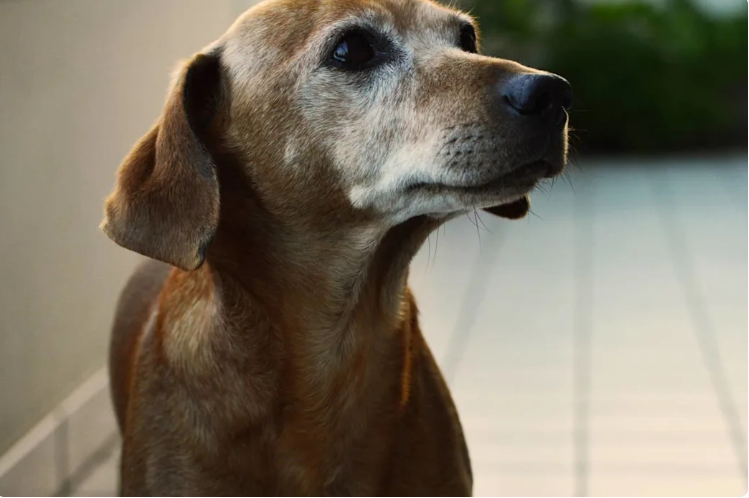 This Cat Sat Guard Over Her Aging Dog Friend For 20 Years Of Loyalty That Left Everyone Speechless