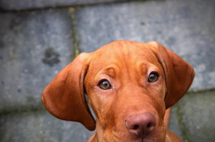 From Wheelbarrow Rescue To Playful Chaos — Egg Roll’s Journey Begins