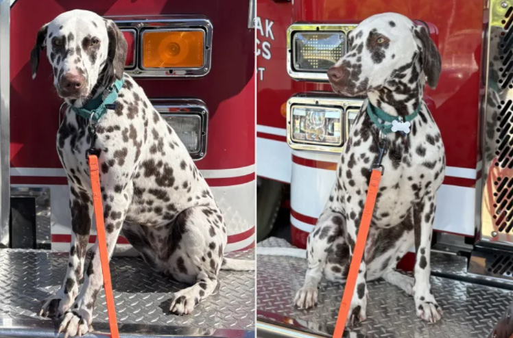From Surrender To Safety: The Dalmatian Who Found Home Where He Least Expected It