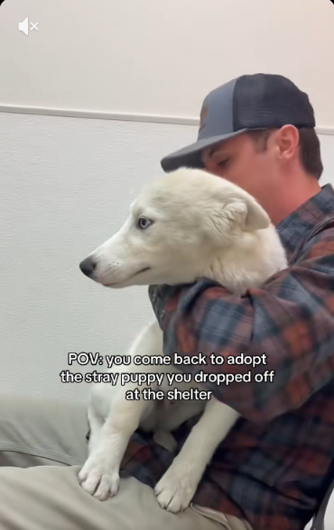 He Took a Stray Husky to Safety… Then Realized What He Almost Lost