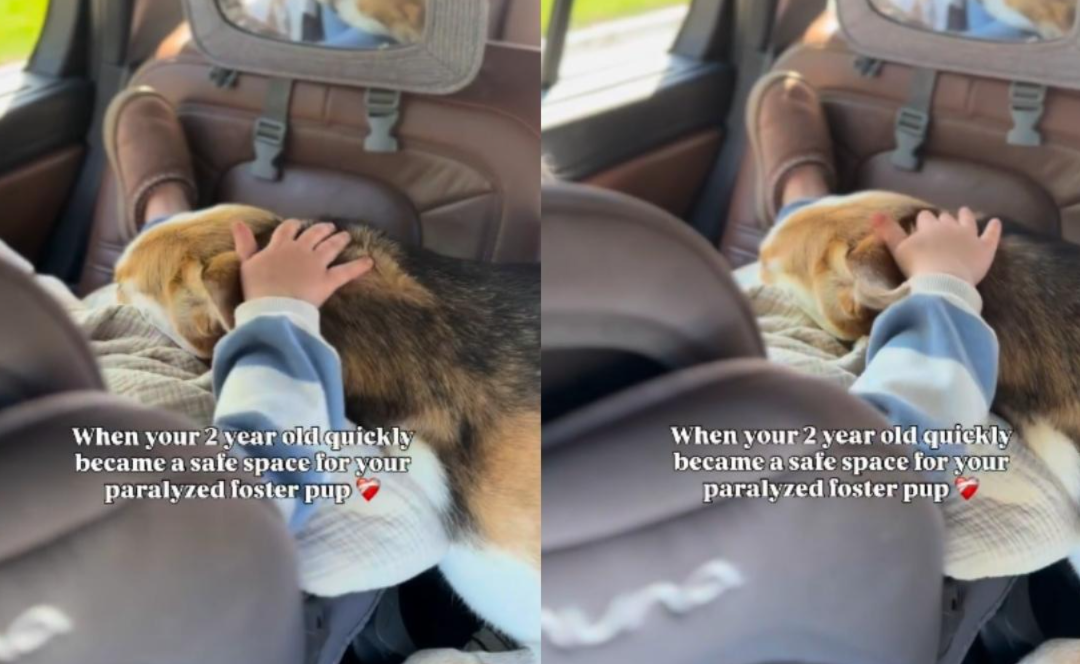 A Paralyzed Rescue Dog Finally Relaxed In The Sweetest Place Possible
