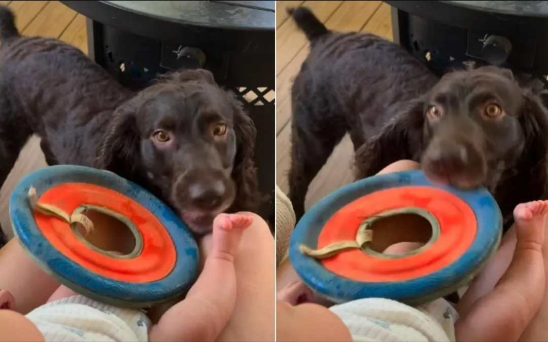 This Dog Tried So Hard To Teach A Baby How To Play Fetch