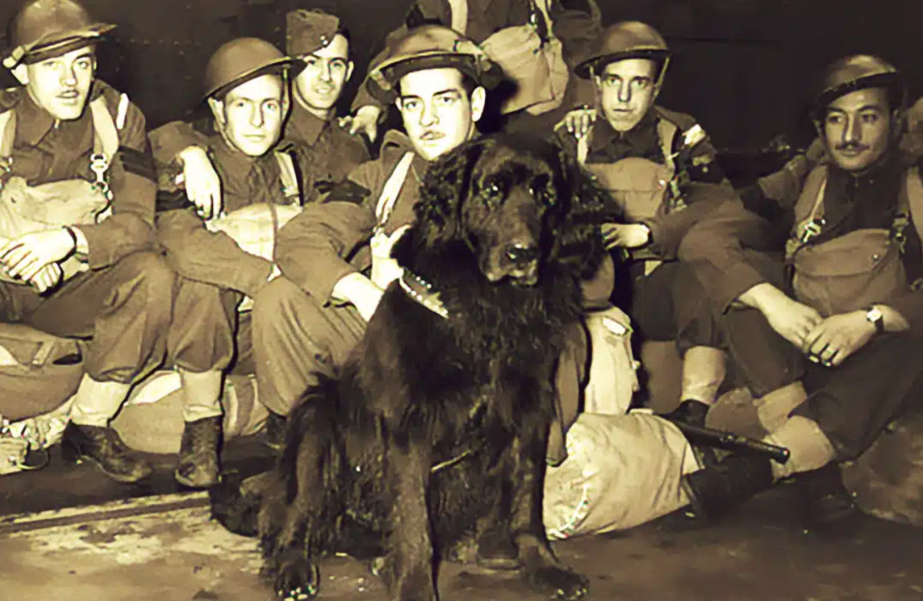 They Called Him Sergeant Gander… And His Final Act Became Legend