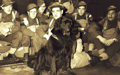 They Called Him Sergeant Gander… And His Final Act Became Legend