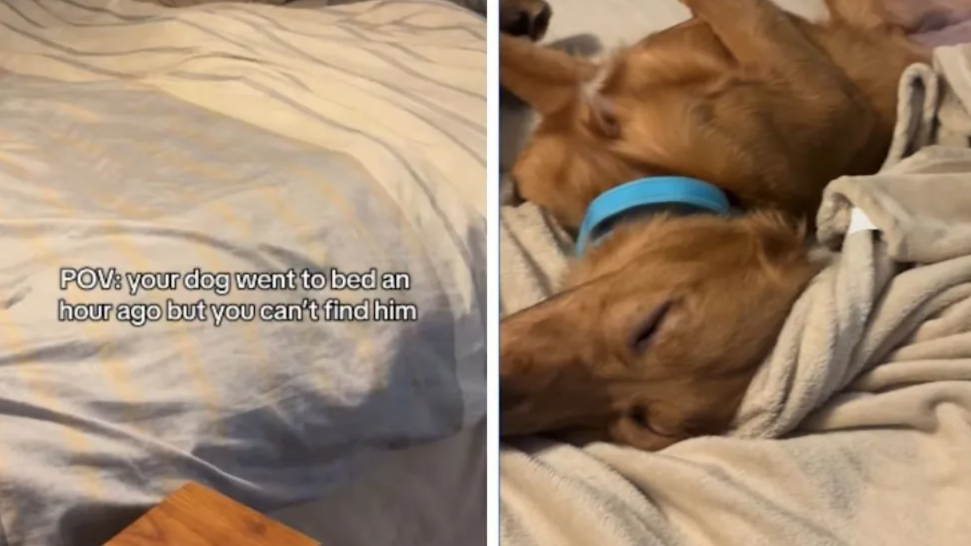 He Didn’t Run Away… He Went Into Full Blanket Mode