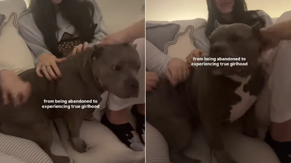 She Went From Alone To Surrounded By Love And Belly Rubs