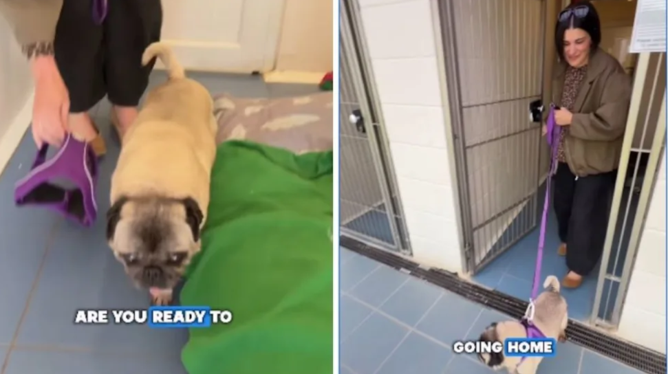 This Elderly Rescue Dog Finally Found A Family—And His Sweet New Name Says Everything