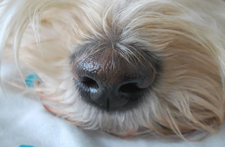 You Won’t Believe This Dog Is The Same Pup After Grooming