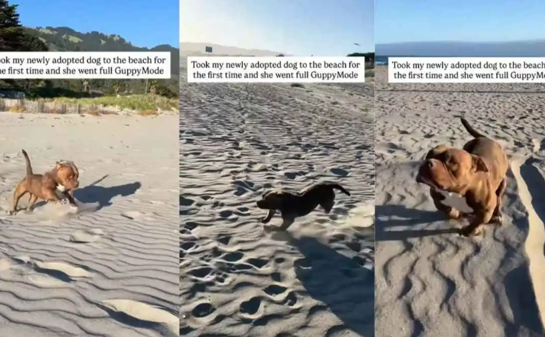First Beach Trip After Adoption Turns Into Pure Joy In Motion