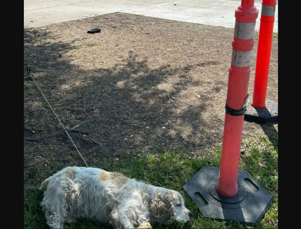 She Thought It Was Just A Stray Senior Dog… Until She Saw What He Was Tied To