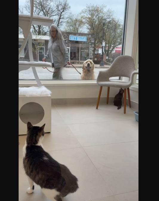 A Golden Retriever Stops At This Window Every Day… And He’s Completely Obsessed With What’s Inside