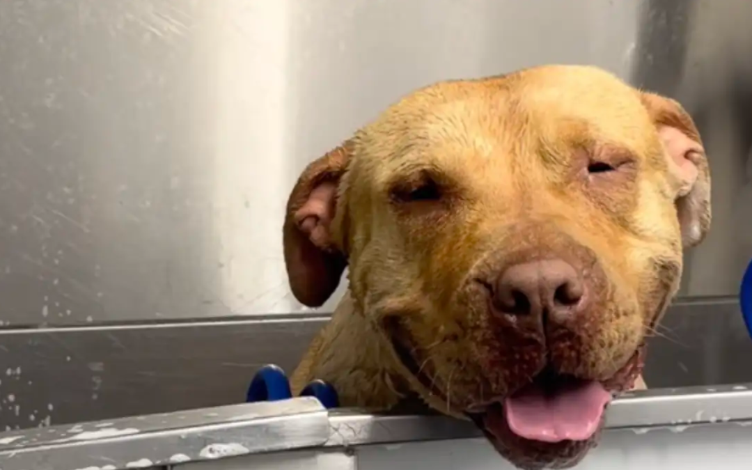 She Finally Left The Shelter… But Still Can’t Believe She’s Safe At Night