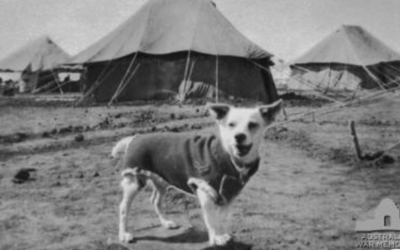 The Tiny Dog Who Became A Wartime Hero Thousands Never Forgot