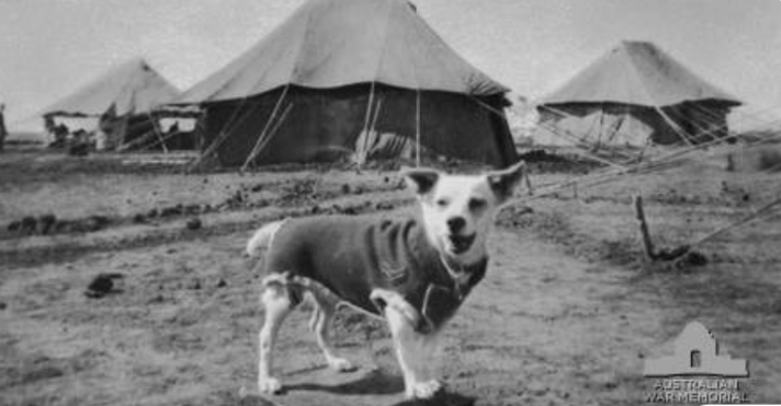 The Tiny Dog Who Became A Wartime Hero Thousands Never Forgot