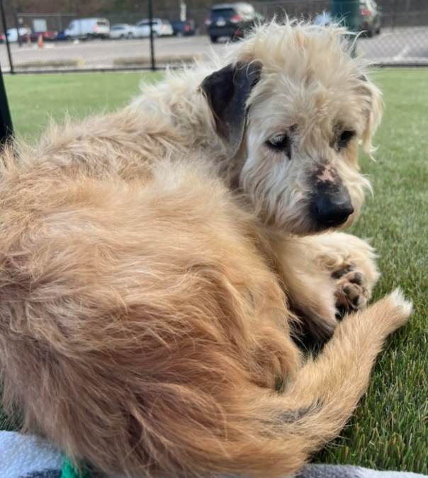 The Shelter Dog Who Had Given Up… Until One Person Saw Him