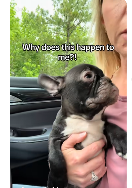 A Sick Puppy On The Side Of The Road… And The Split-Second Decision That Saved Her Life