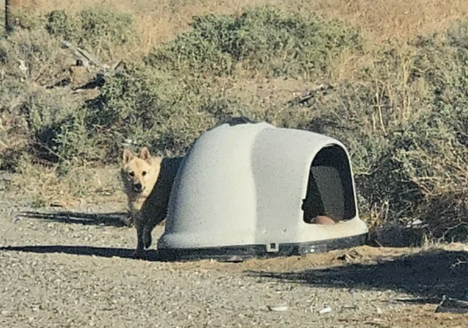 Left in the Desert With Only an Igloo… She Still Waited