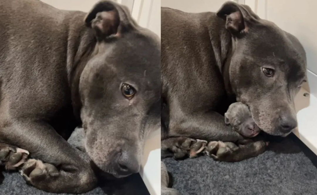 The Way This Mother Dog Holds Her Babies Is Pure Comfort In Motion