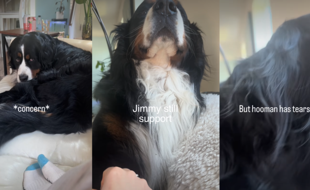 A Dog Knew His Mom Was Sad — And Did The Sweetest Thing To Help Her