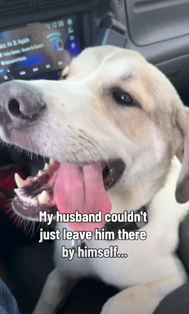 The Gentle Giant Nobody Wanted Finally Found The One Person Who Did